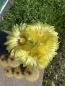 Preview: Notocactus leninghausii